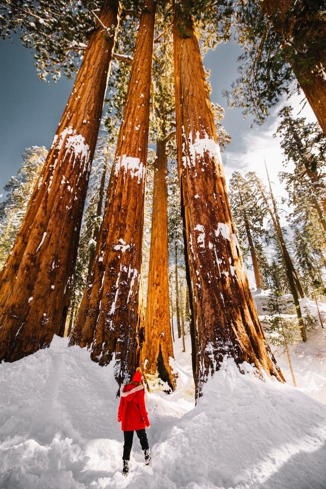 Snowy Forest Adventure: Bold Red Outerwear Snowy Forest Adventure: Bold Red Outerwear — National Park Outfits